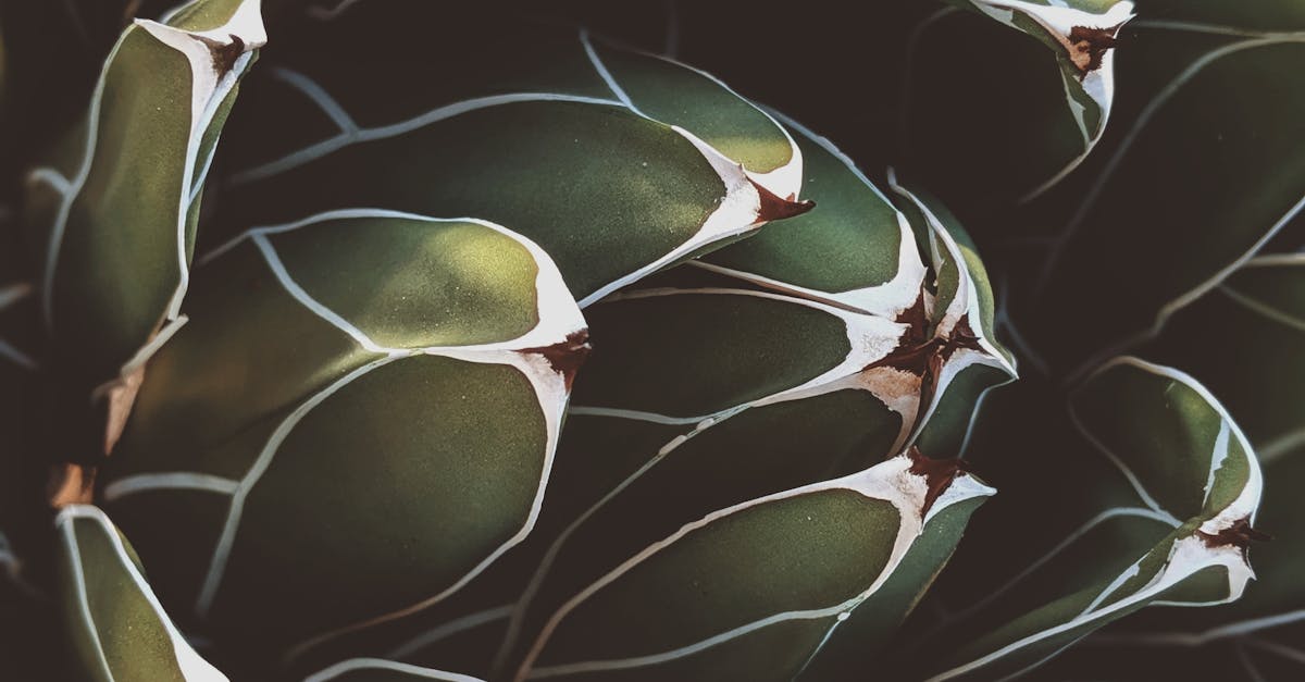 Addressing Odour Issues in Synthetic Turf Care