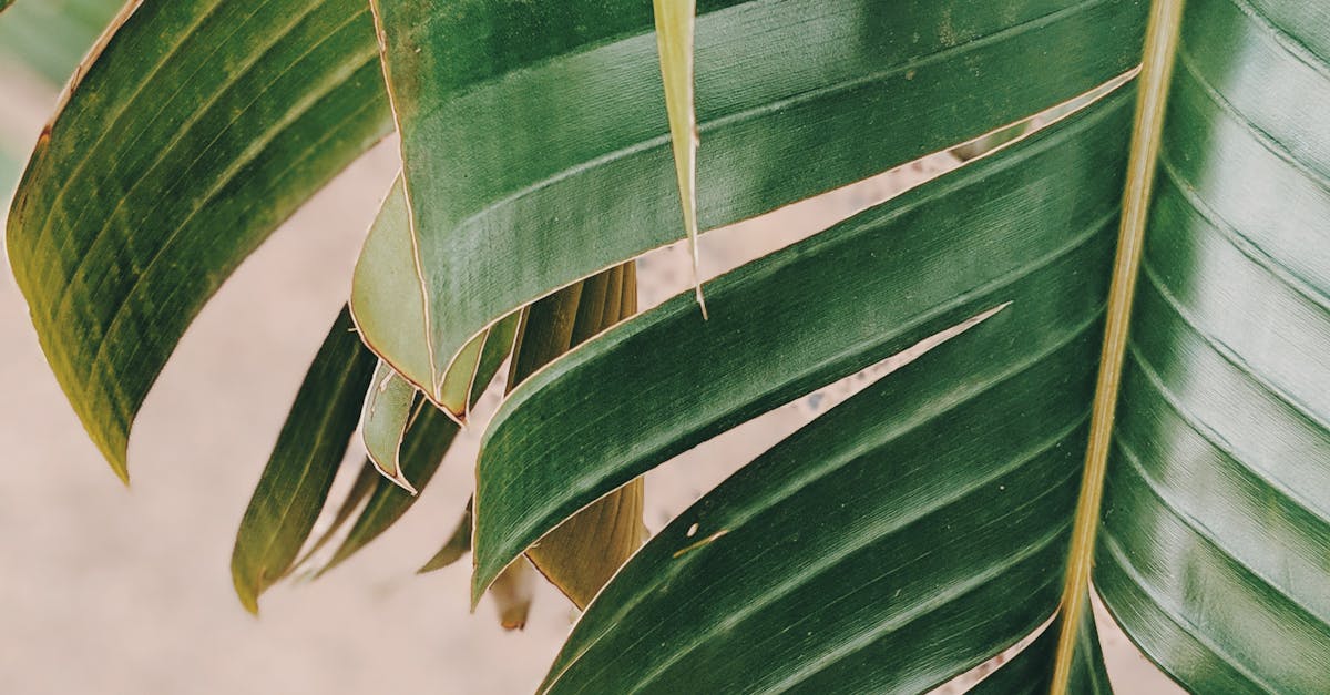 Clearing and Levelling Your Site for Synthetic Turf in Brisbane