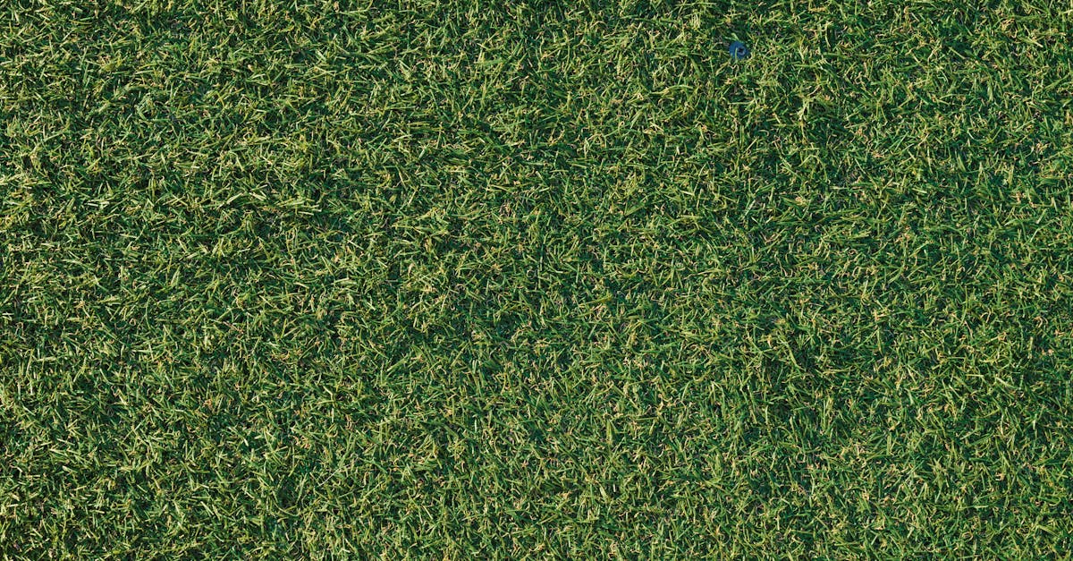 Effortless Lawn Care: Embracing Low Maintenance Synthetic Options