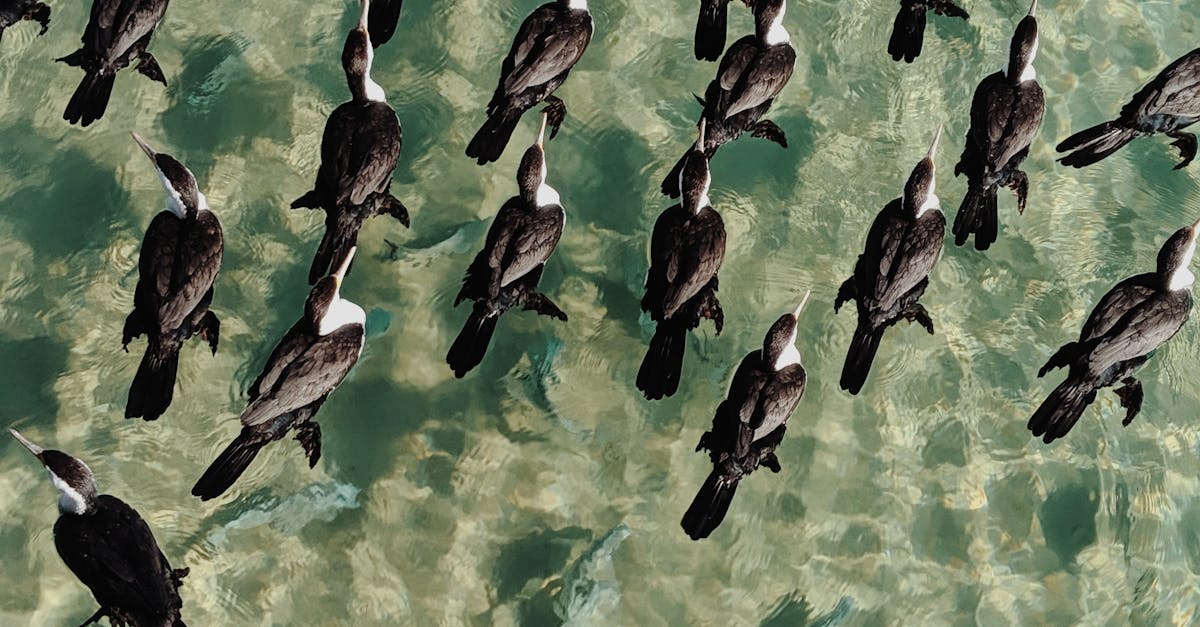 Seasonal Adjustments: Modifying Your Synthetic Turf Maintenance Schedule