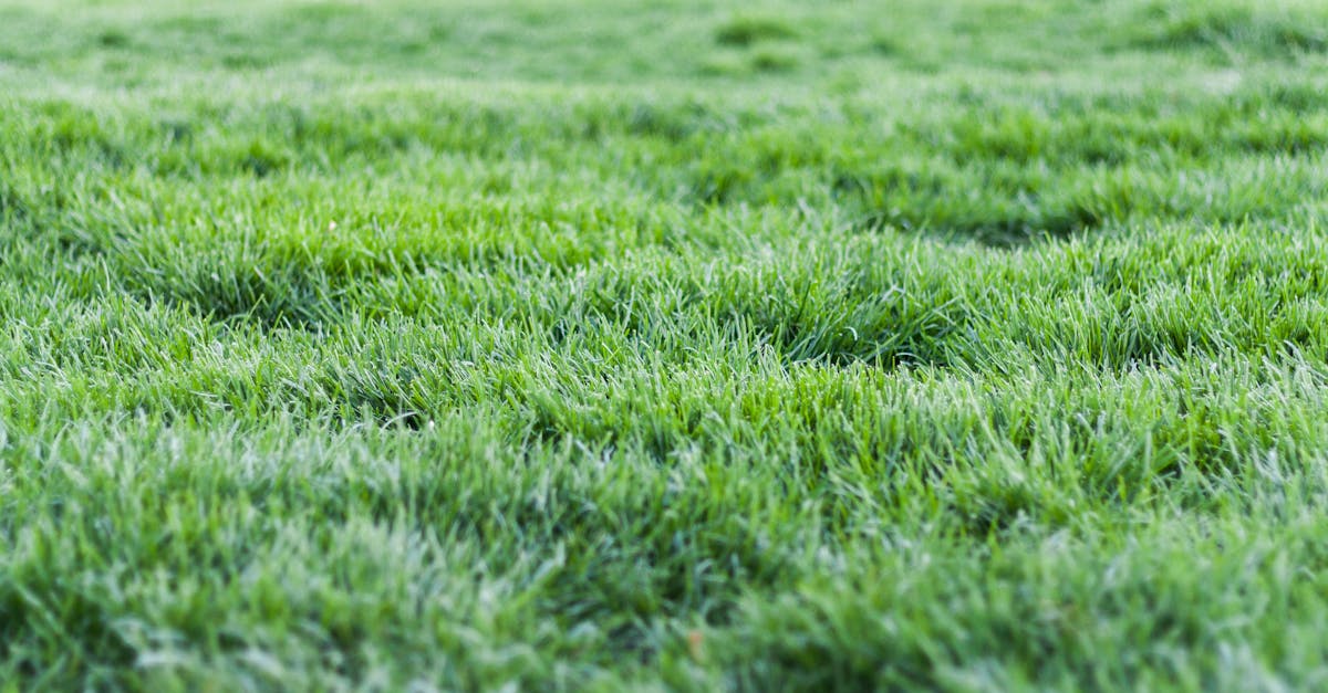 The Impact of Low Maintenance Synthetic Grass on Urban Living